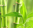Gesundheitsmassagen & Auratherapie Hofstetter