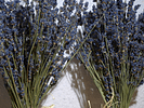 Blumen Lavendula