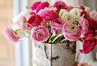 Fleurs Jean-Jacques
